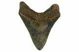 Serrated, Fossil Megalodon Tooth - Glossy Blade #159741-1